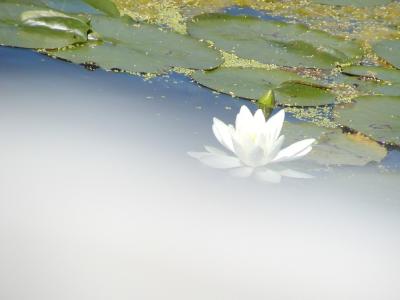 pontoon-boat5.JPG