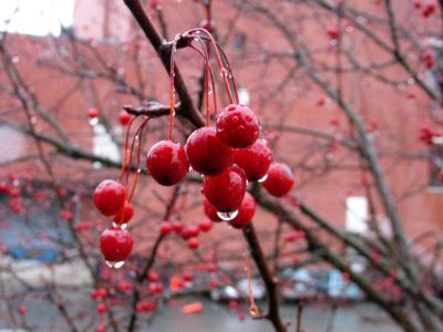 Red berries in the rain