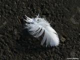 Feather on Asphalt