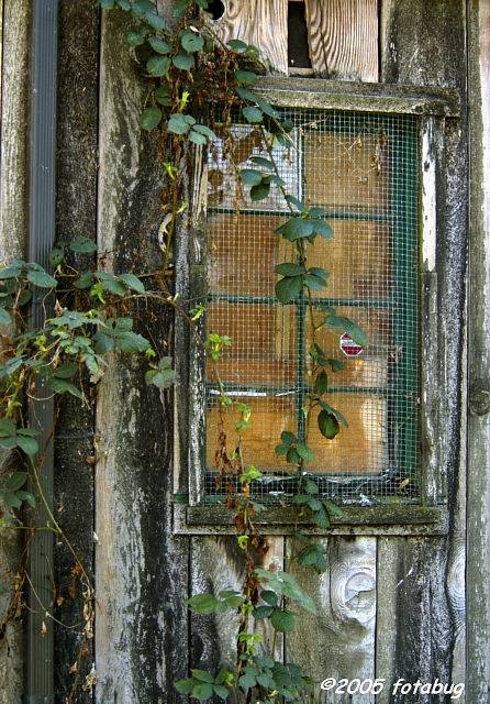 Old building and blackberry vine