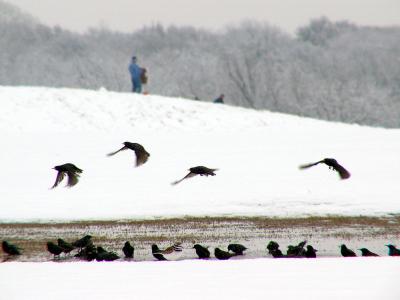 Blackbirds enjoying the snow