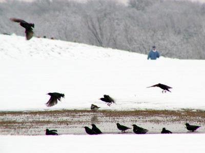  More Blackbirds enjoying the snow
