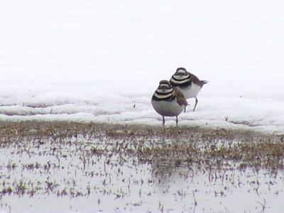  A pair of Killdeer looking rather lost