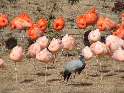 Headless Flamingos