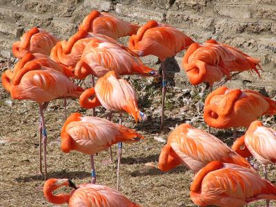 More headless Flamingos