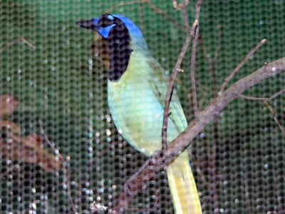 Green Jay