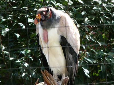 King Vulture