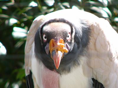 King Vulture