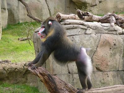 Mandrill Baboon