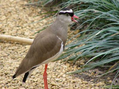 Crowned Plover. Click above for video