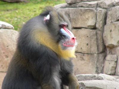 Mandrill Baboon