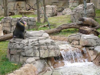 Mandrill Baboon enjoying waterfall