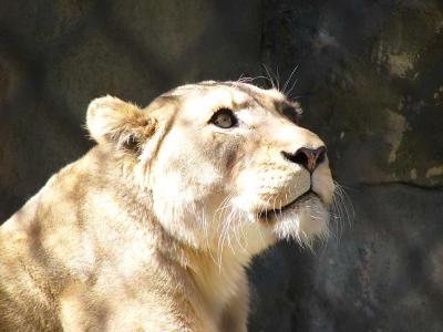 Female Lion