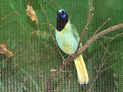 Green Jay