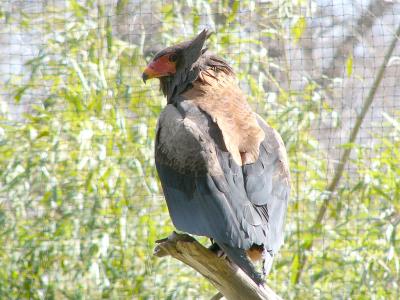 Bateleur