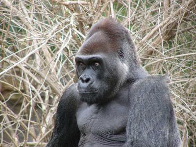 A day at the Dallas Zoo