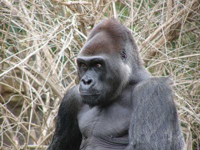 Gorilla