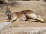 Kangaroo