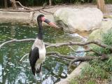 Saddle-billed Stork