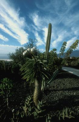 Garden of Casa El Hoyo