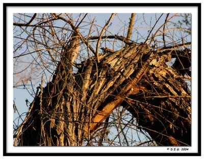Broken trunk