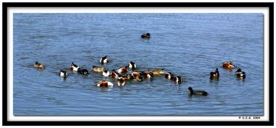 Ducks Feeding