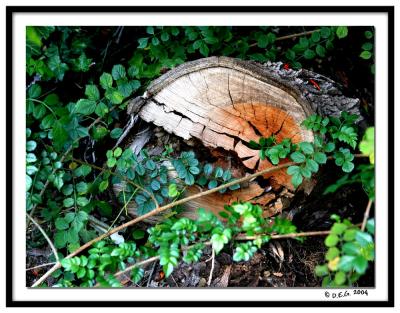 Log