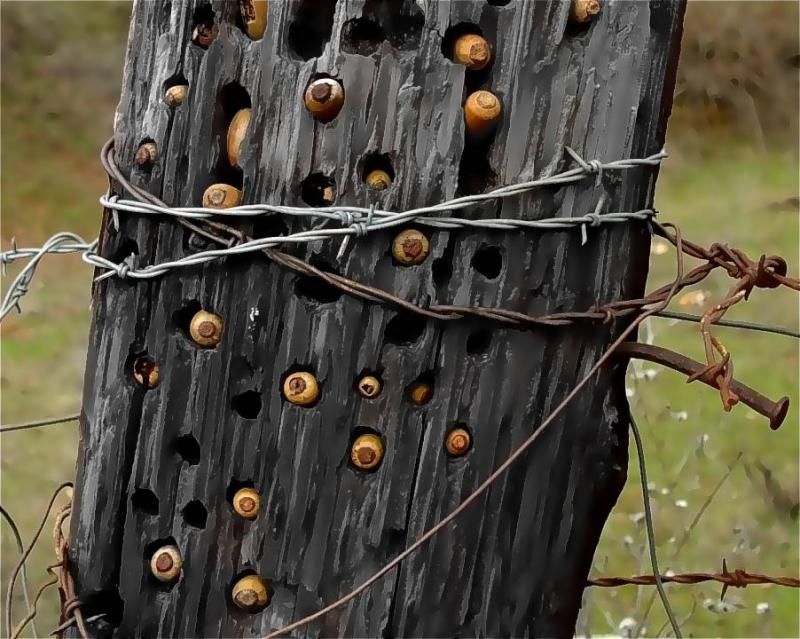 A Woodpecker Fence Post Stash Oil Conversion