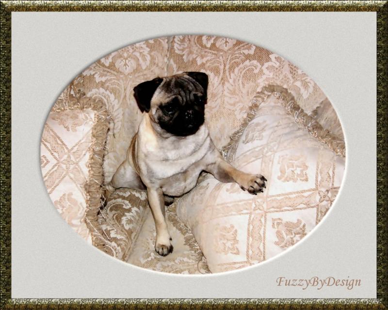 Elegant Oliver    Katies Dog