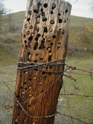 A Woodpecker Fence Post Stash for Innographx. challenge