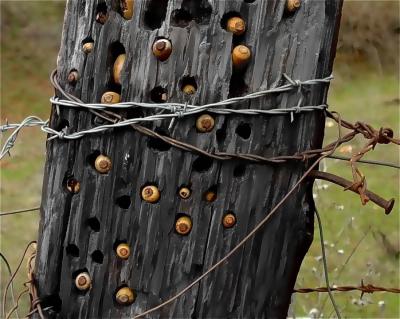 A Woodpecker Fence Post Stash Oil Conversion