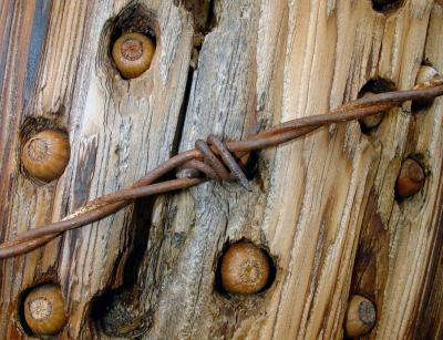 Woodpecker Nutpost and single barbed wire cropped