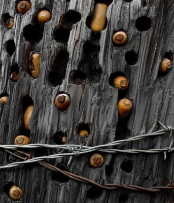 A Woodpecker Fence Post Stash