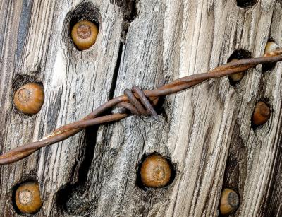 woodpecker Pantry Post lighter wood merge