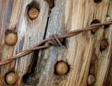 Woodpecker Nutpost and single barbed wire cropped