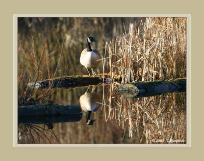 Goose Reflection