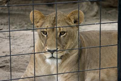 Lioness at Bowmanville
