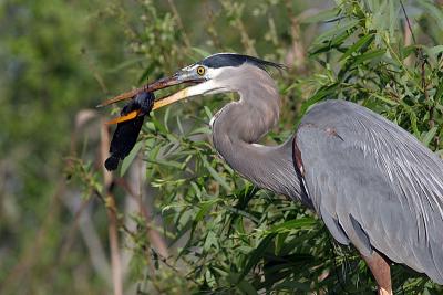 Great Blue Heron with Catfish