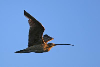 Long-Billed Curlew in Flight