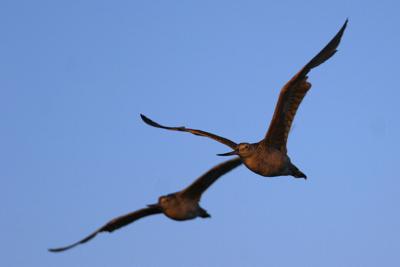 Marbled Godwits in Flight