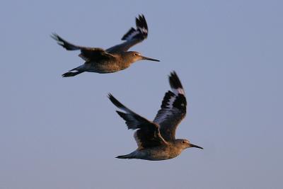 Willets in Flight