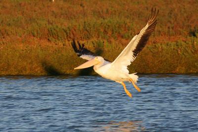 American White Pelican landing