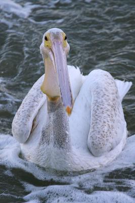 American White Pelican