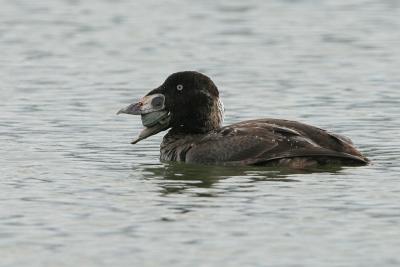 Surf Scoter with Clam