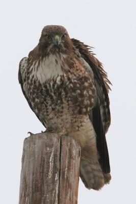 Juvenile Red-tailed Hawk