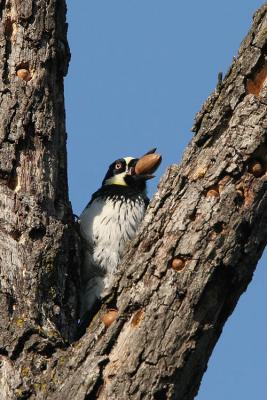 Acorn Woodpecker with Acorn