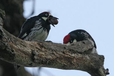 Acorn Woodpeckers with Acorn