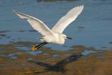 Snowy Egret Flying Low