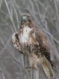 Juvenile Red-tailed Hawk