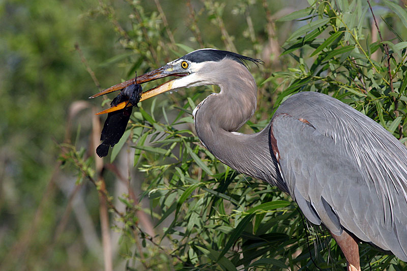 Great Blue Heron with Catfish